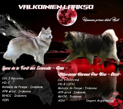 Valkoinien Laakso - Chien finnois de Laponie - Portée née le 01/08/2023