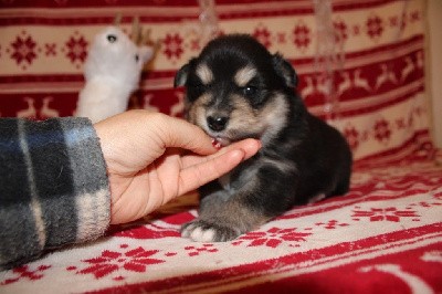 Vahyys Timanti Valkoinien Laakso 