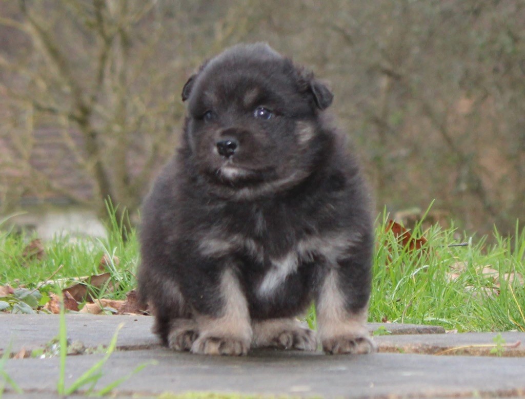 Valkoinien Laakso - Chiot disponible  - Chien finnois de Laponie