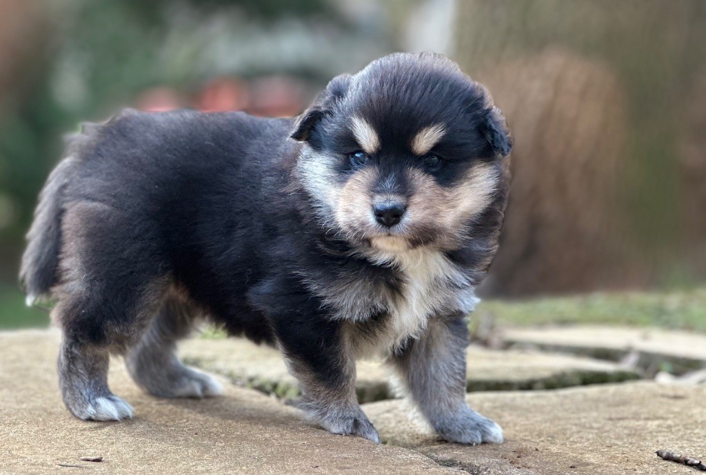 Valkoinien Laakso - Chiot disponible  - Chien finnois de Laponie