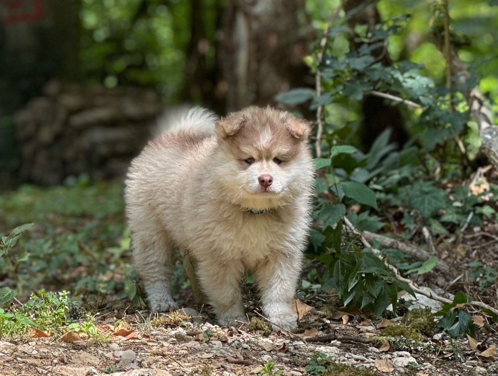 Armas onnekas Valkoinien Laakso