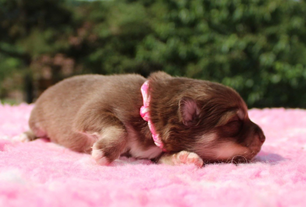 Valkoinien Laakso - Chiots disponibles - Chien finnois de Laponie