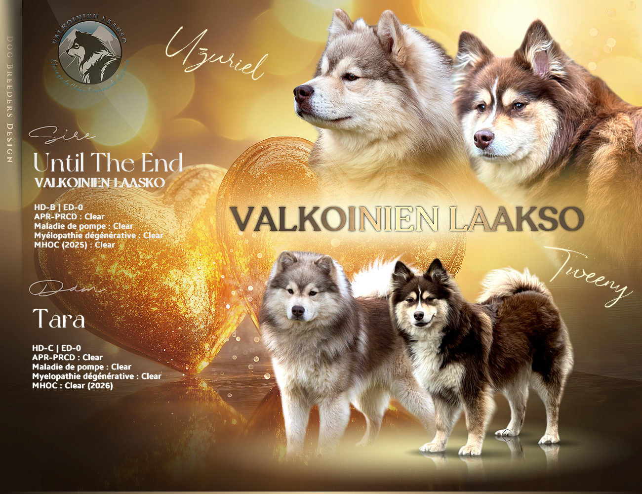 Chiot Chien finnois de Laponie Valkoinien Laakso