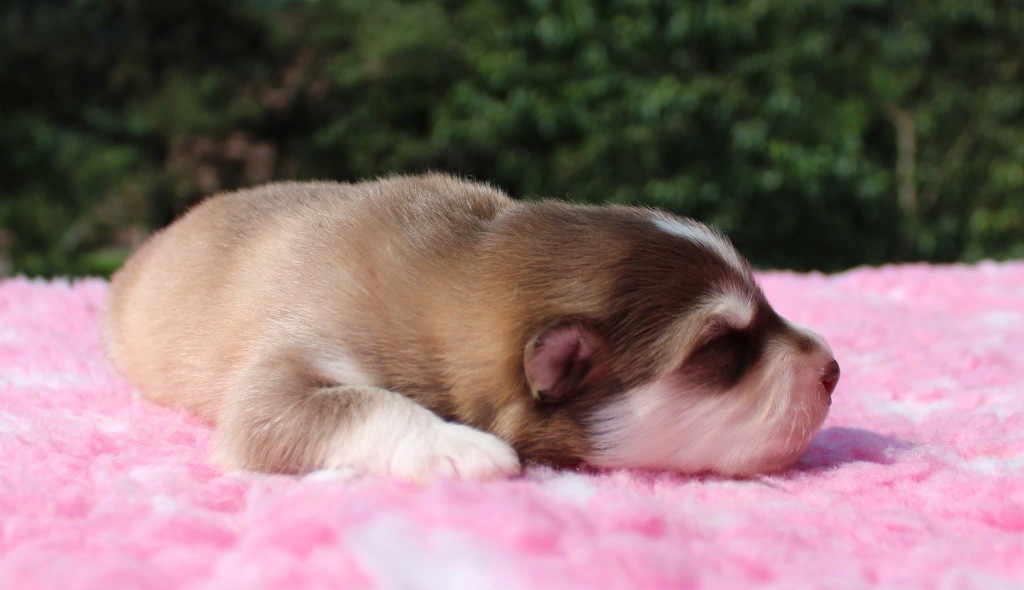 Valkoinien Laakso - Chiots disponibles - Chien finnois de Laponie