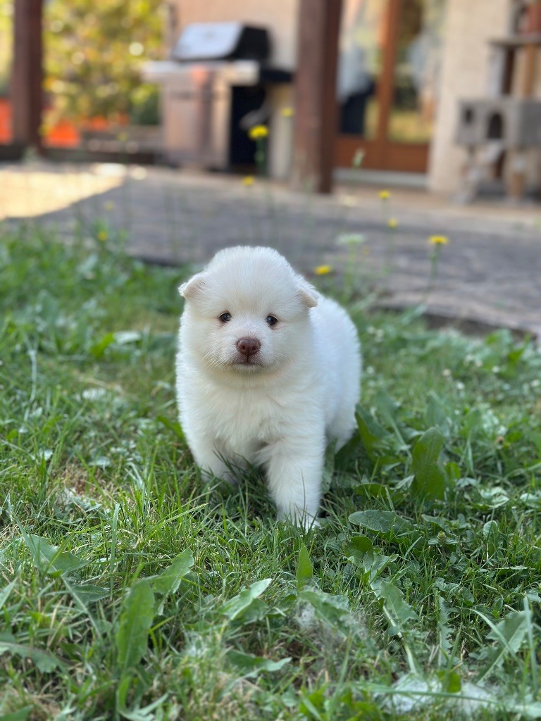 Valkoinien Laakso - Chiots disponibles - Chien finnois de Laponie