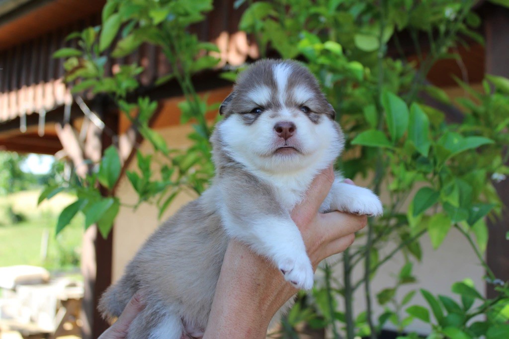 Valkoinien Laakso - Chiots disponibles - Chien finnois de Laponie