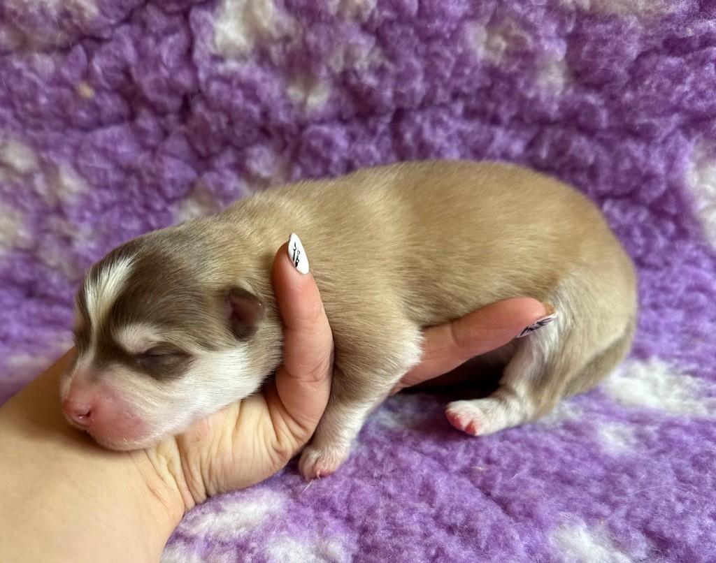 Valkoinien Laakso - Chiots disponibles - Chien finnois de Laponie