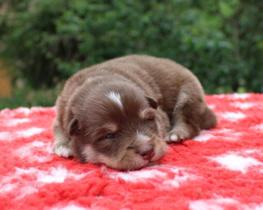 Valkoinien Laakso - Chiots disponibles - Chien finnois de Laponie