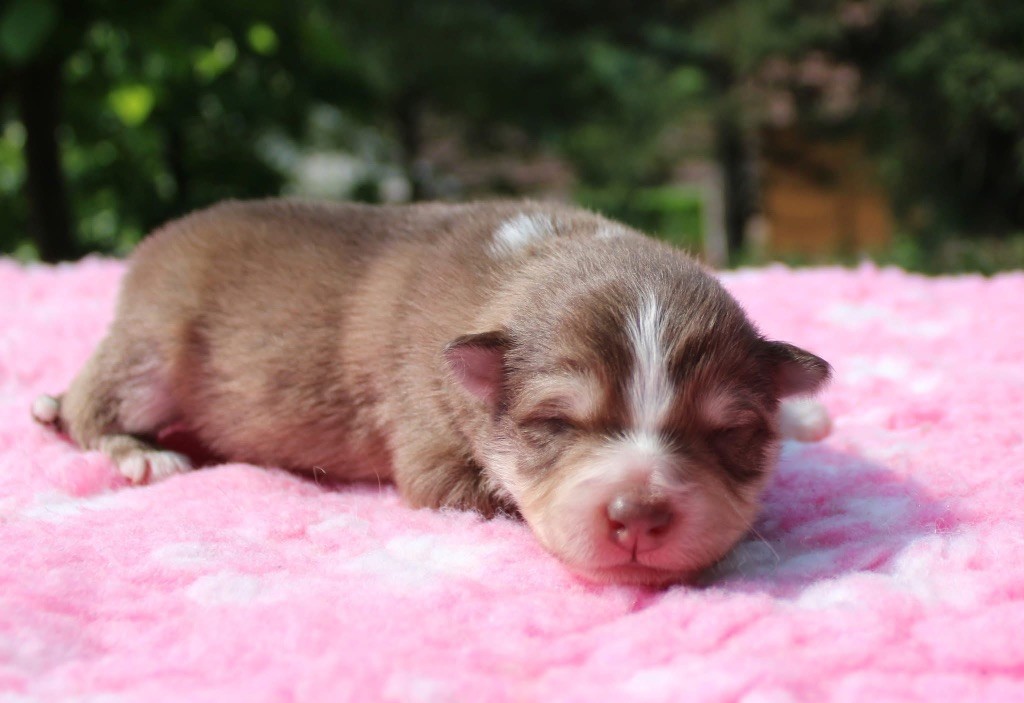 Valkoinien Laakso - Chiots disponibles - Chien finnois de Laponie