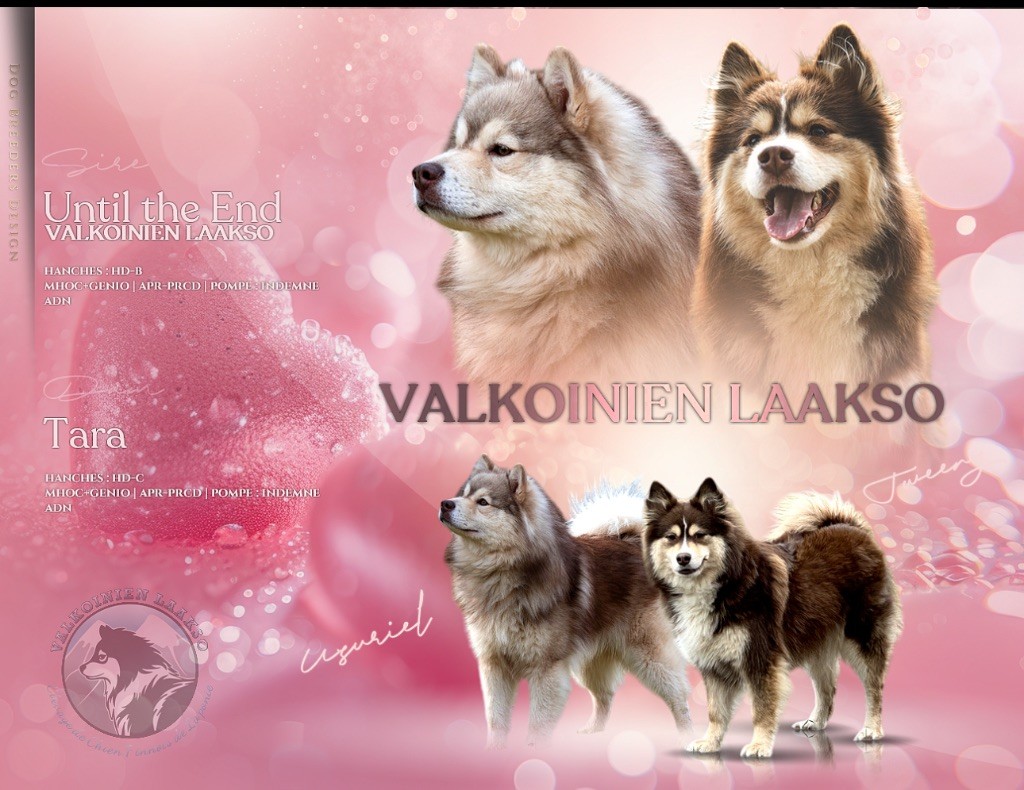 Valkoinien Laakso - Chien finnois de Laponie - Portée née le 02/06/2025
