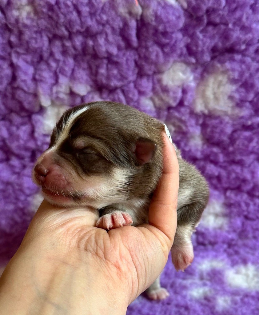 Valkoinien Laakso - Chiots disponibles - Chien finnois de Laponie