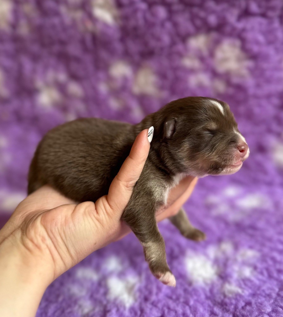 Valkoinien Laakso - Chiots disponibles - Chien finnois de Laponie