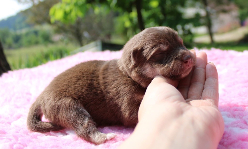 Valkoinien Laakso - Chiots disponibles - Chien finnois de Laponie