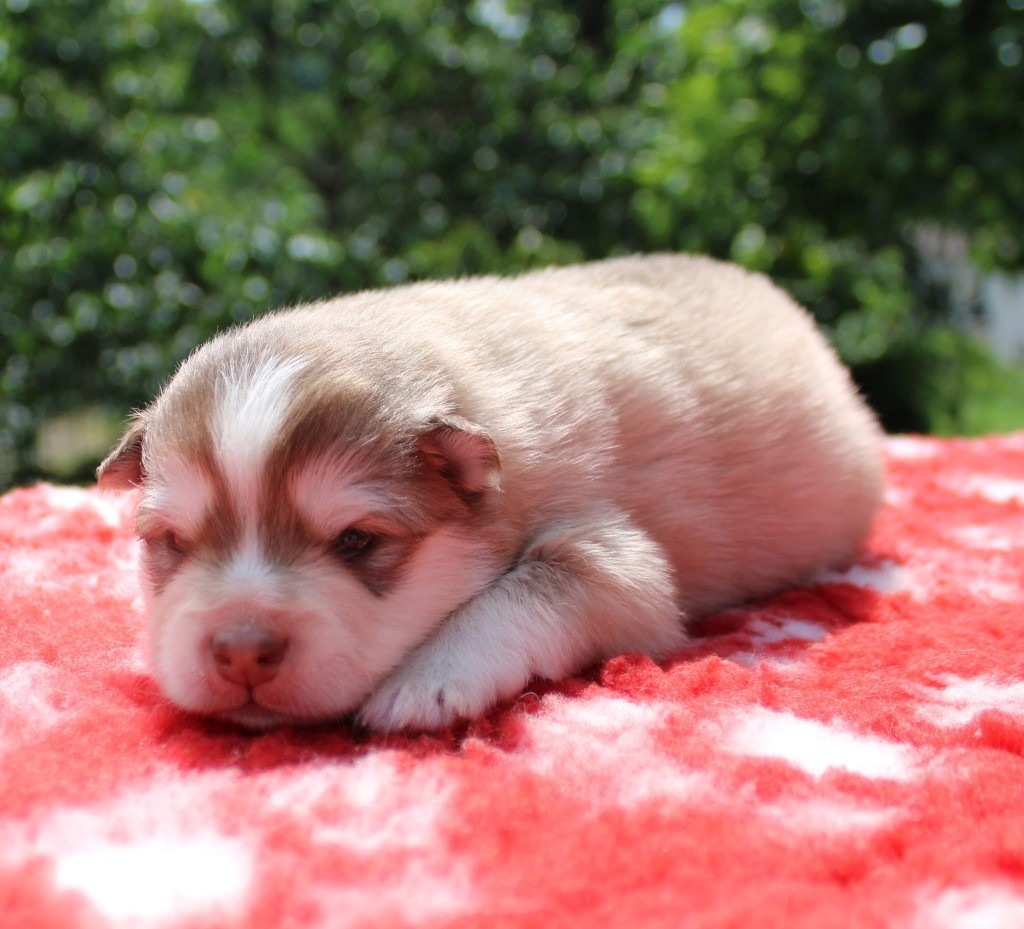 Valkoinien Laakso - Chiots disponibles - Chien finnois de Laponie