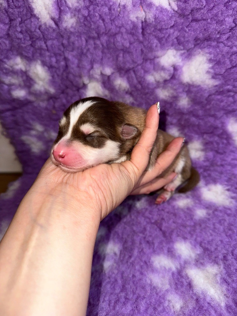 Valkoinien Laakso - Chiots disponibles - Chien finnois de Laponie