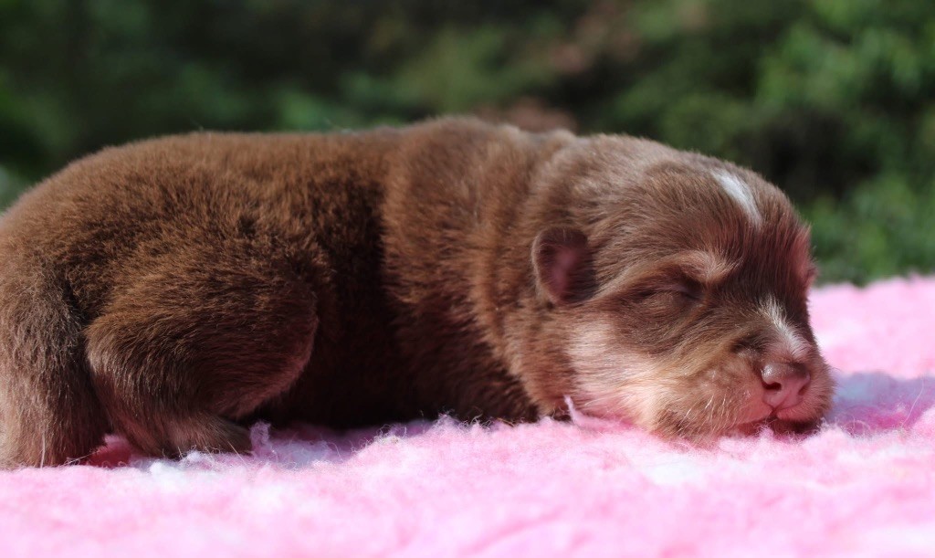 Valkoinien Laakso - Chiots disponibles - Chien finnois de Laponie