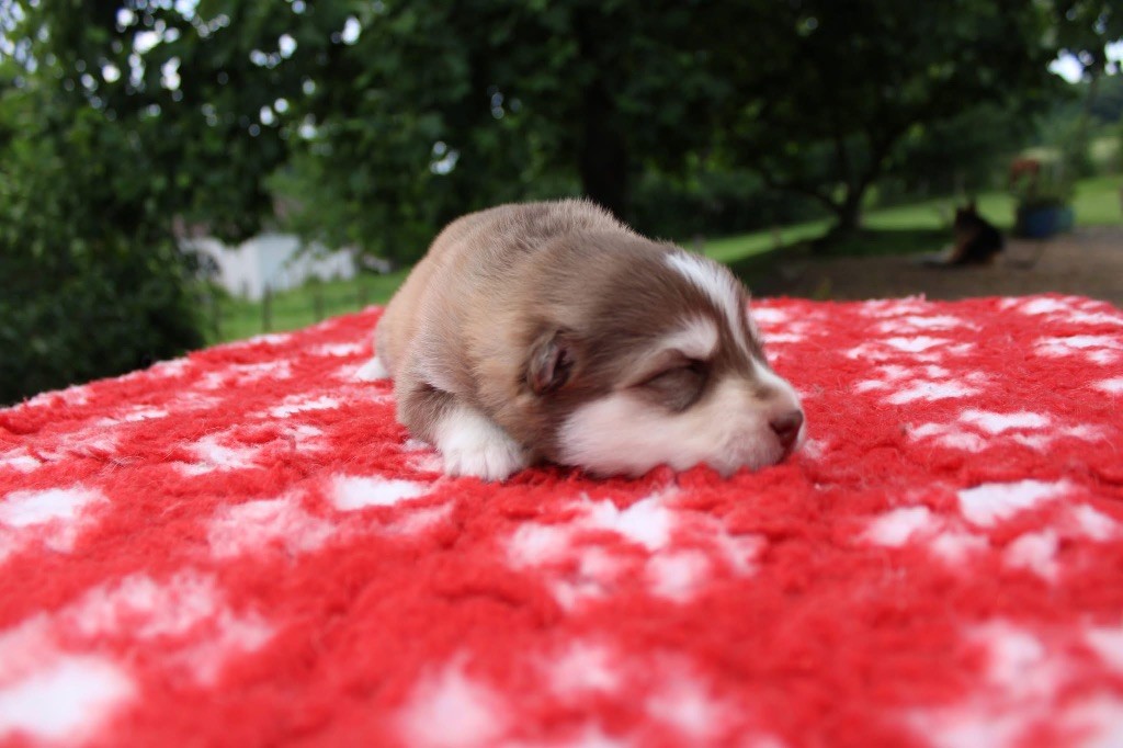 Valkoinien Laakso - Chiots disponibles - Chien finnois de Laponie