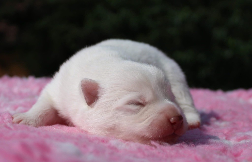Valkoinien Laakso - Chiots disponibles - Chien finnois de Laponie