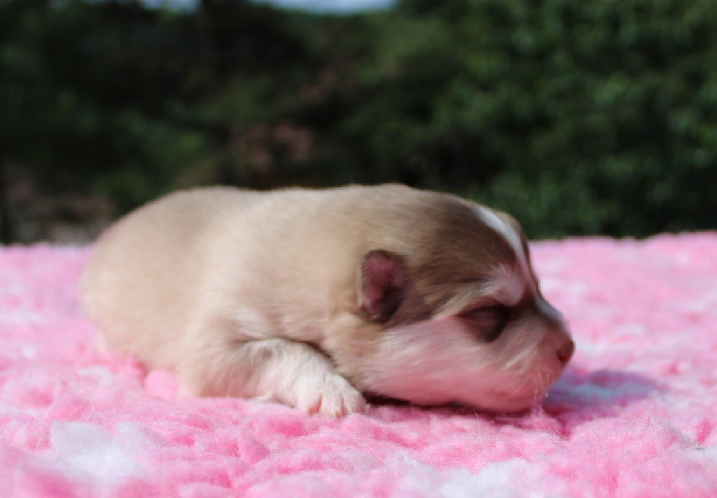 Valkoinien Laakso - Chiots disponibles - Chien finnois de Laponie